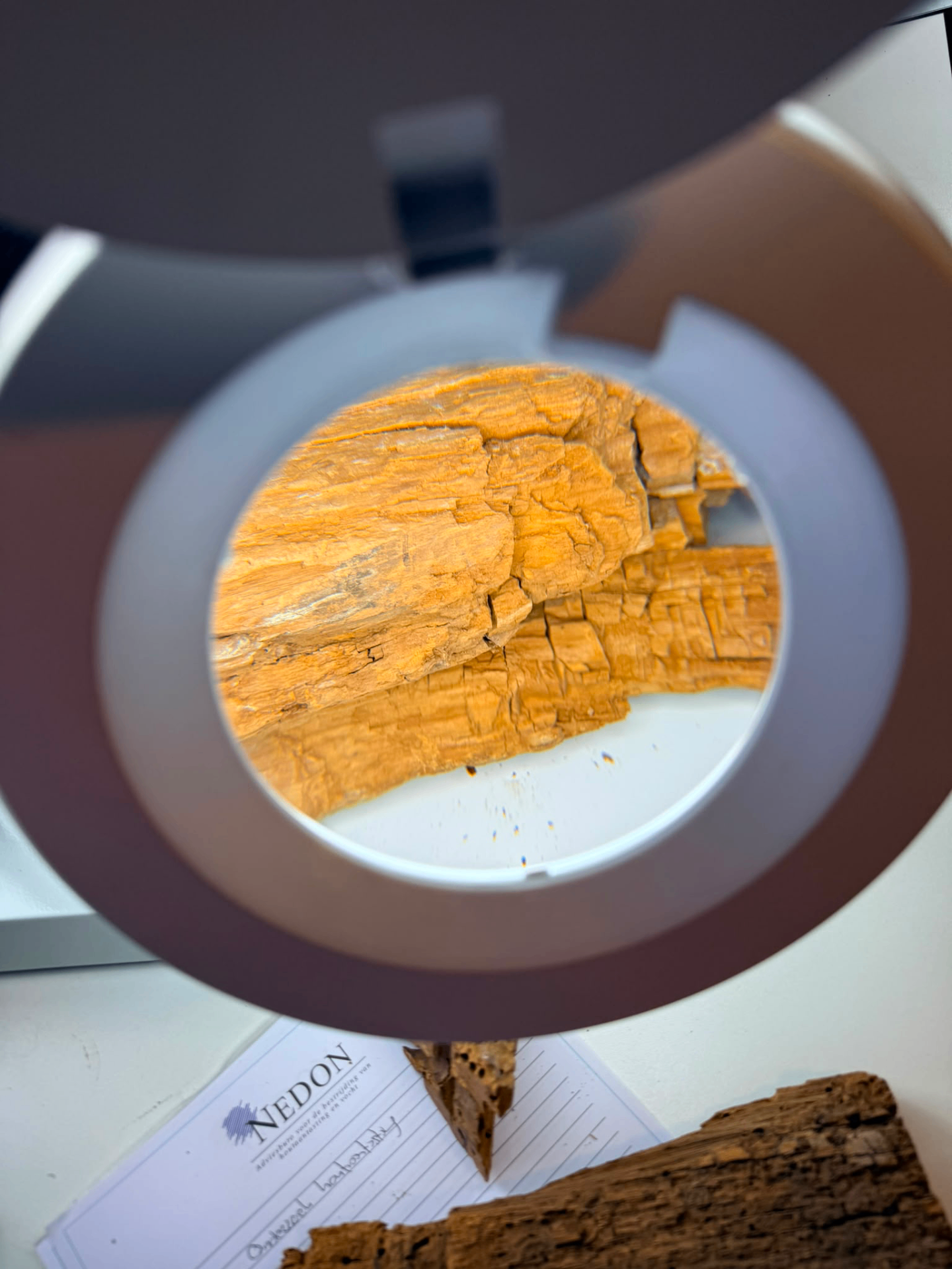 Detailopname van houtaantasting onderzocht met loep — beeld bij beoordeling van hout